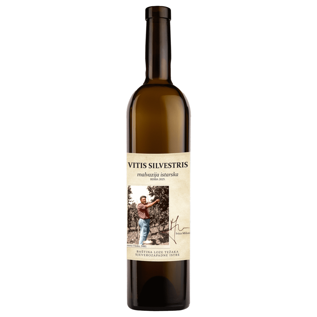 vino Vitis Silvestris